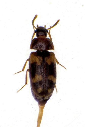 Réf. 317 557 : Mycetophagus piceus